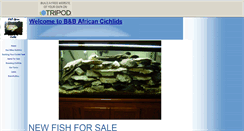 Desktop Screenshot of bnbafricancichlids.tripod.com