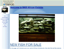 Tablet Screenshot of bnbafricancichlids.tripod.com