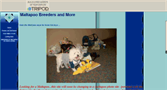 Desktop Screenshot of maltapoobreeder.tripod.com