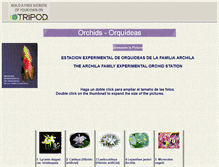 Tablet Screenshot of guatemalanorchids.tripod.com